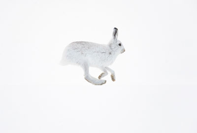 White hare