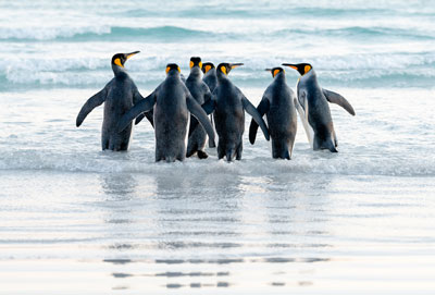 Le petit peuple des Falklands