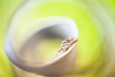 L'art de la proxiphotographie