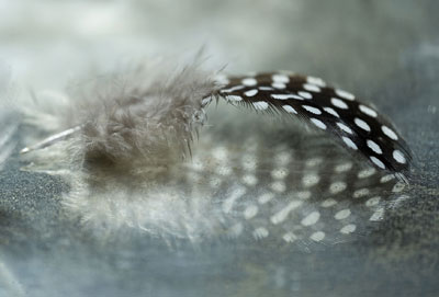 Comme une plume au vent