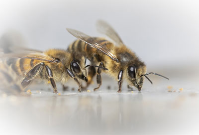 Précieuses abeilles