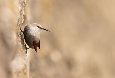 L'oiseau papillon, petit prince des murailles
