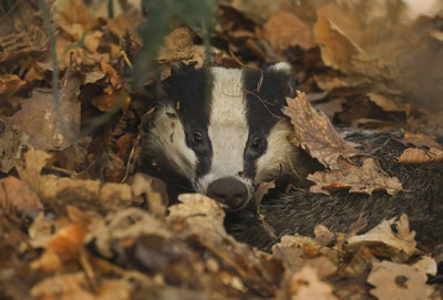 Forêts oubliées
