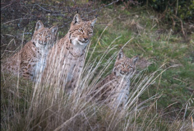 Lynx