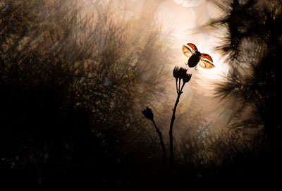 Nature Inspiration